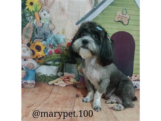 Cachorro cão para adoção Fêmea Pequeno 1 ano 