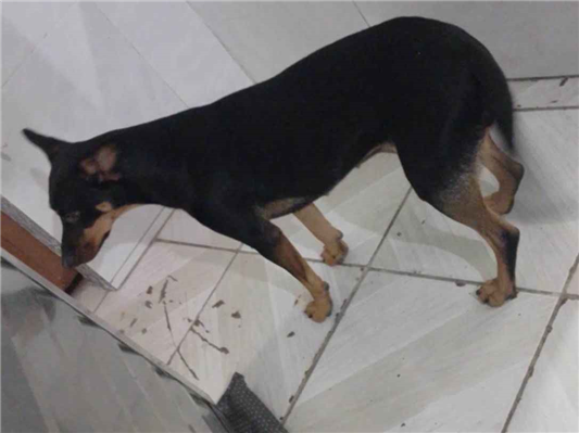 Cachorro cão para adoção Fêmea Médio  1 ano 
