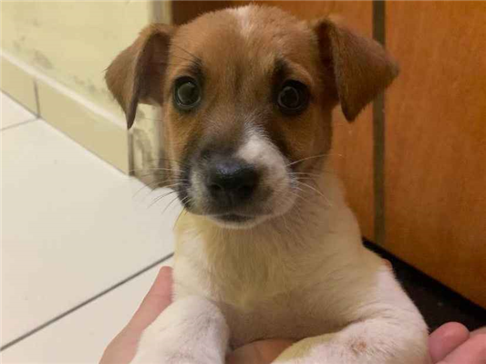Cachorro cão para adoção Fêmea Pequeno 2 a 6 meses 