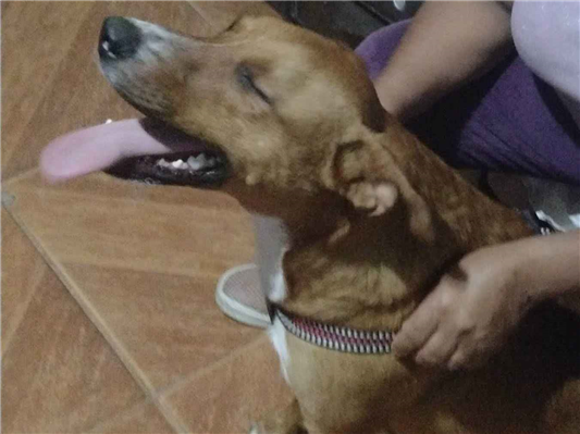 Cachorro cão para adoção Macho Grande 2 anos 