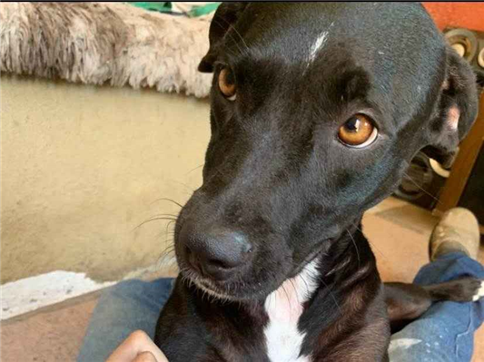 Cachorro cão para adoção Fêmea Médio  3 anos 