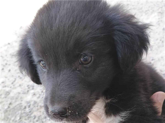 Cachorro cão para adoção Macho Médio  2 a 6 meses 
