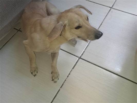 Cachorro cão para adoção Macho Médio  7 a 11 meses 