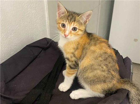 Gato para adoção Fêmea Pequeno 2 a 6 meses