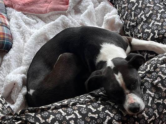 Cachorro cão para adoção Fêmea Médio  1 ano 
