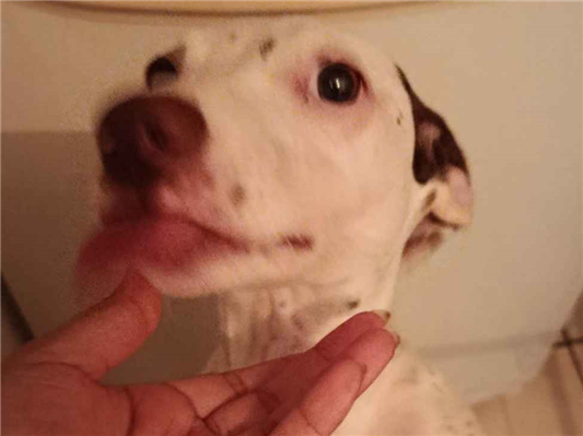 Cachorro cão para adoção Fêmea Pequeno 2 a 6 meses 