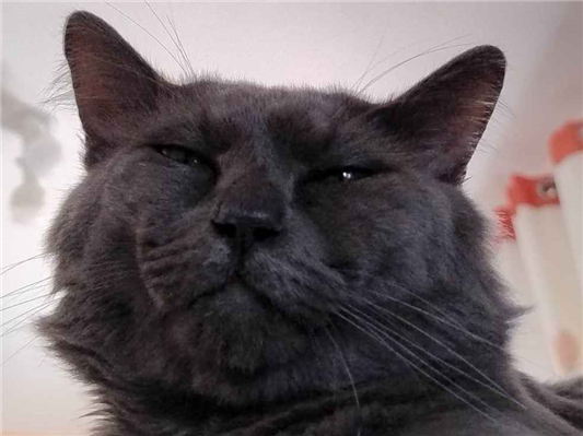 Gato para adoção Macho Médio 1 ano