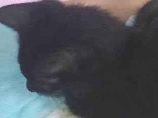 Gato para adoção Fêmea Pequeno Abaixo de 2 meses