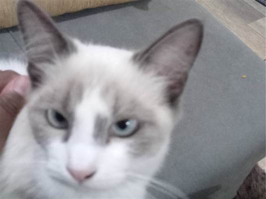Gato para adoção Fêmea Pequeno 2 a 6 meses