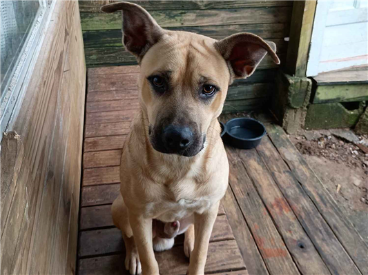 Cachorro cão para adoção Macho Médio  1 ano 