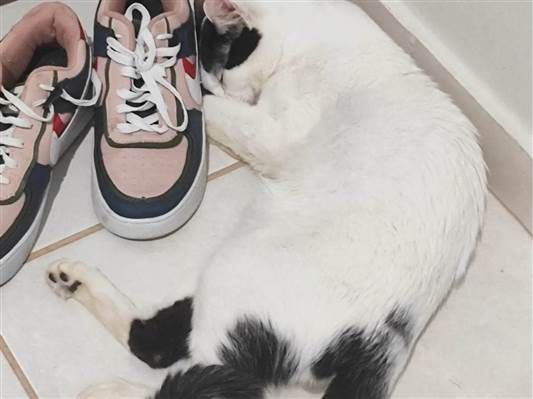 Gato para adoção Fêmea Médio 7 a 11 meses
