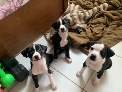 Cao SRD-ViraLata Pequeno Abaixo-de-2-meses