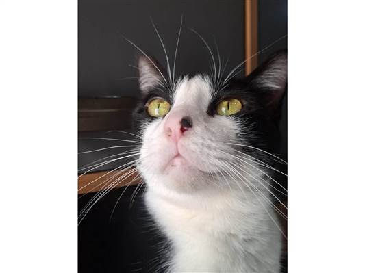 Gato para adoção Fêmea Médio 3 anos