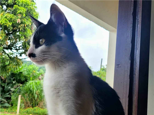 Gato para adoção Macho Médio 7 a 11 meses