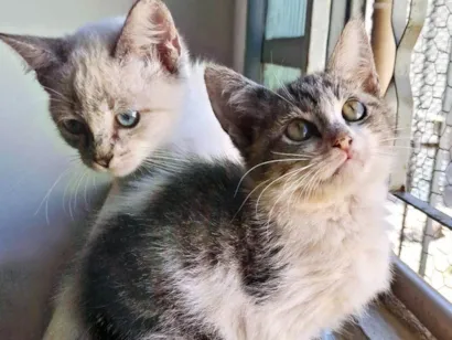 Gato SRD-ViraLata Pequeno 2-a-6-meses
