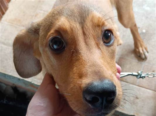 Cachorro cão para adoção Fêmea Médio  2 a 6 meses 