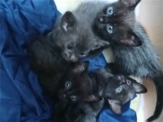 Gato para adoção Ambos Pequeno 1 ano