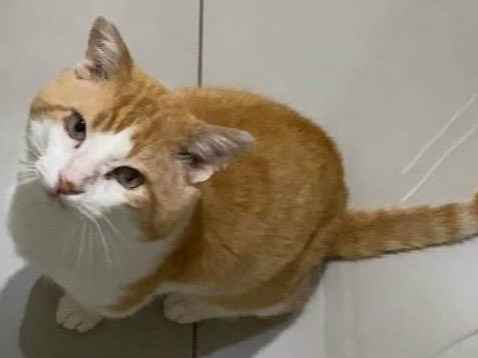 Gato para adoção Macho Pequeno 4 anos
