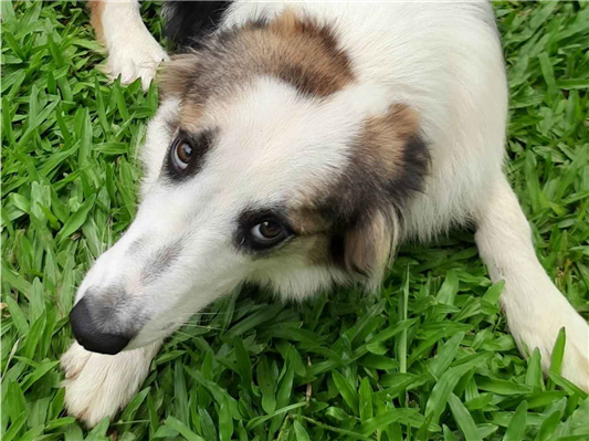 Cachorro cão para adoção Macho Médio  2 anos 