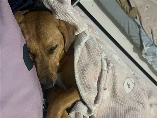 Cachorro cão para adoção Fêmea Médio  3 anos 