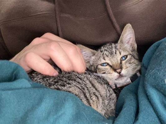 Gato - Fêmea Pequeno2 a 6 meses