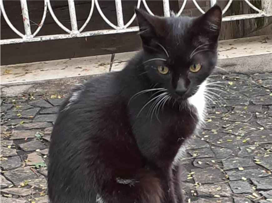 Gato para adoção Fêmea Pequeno 2 a 6 meses