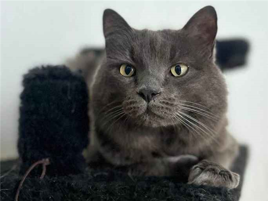 Gato para adoção Macho Pequeno 6 anos Acima