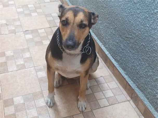Cachorro cão para adoção Fêmea Médio  5 anos 