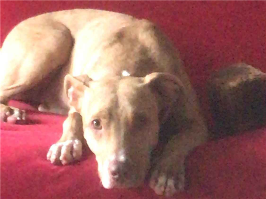 Cachorro cão para adoção Fêmea Grande 1 ano 
