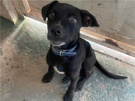 Cachorro cão para adoção Macho Médio  7 a 11 meses 