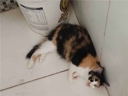 Gato para adoção Fêmea Grande 1 ano