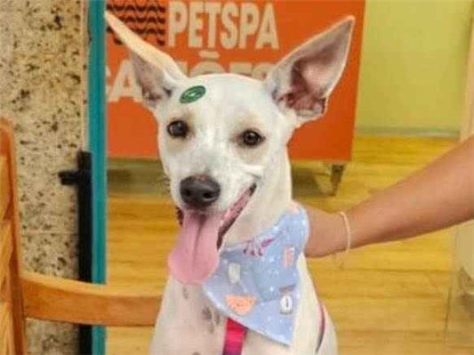 Cachorro cão para adoção Macho Grande 1 ano 