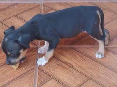 Cachorro cão para adoção Fêmea Médio  Abaixo de 2 meses 