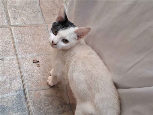 Gato para adoção Macho Médio 2 a 6 meses