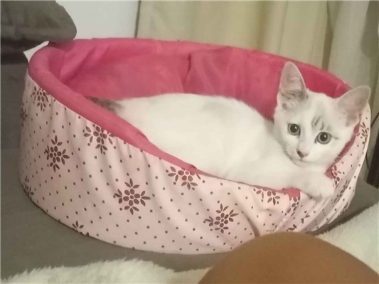 Gato para adoção Fêmea Pequeno 2 a 6 meses