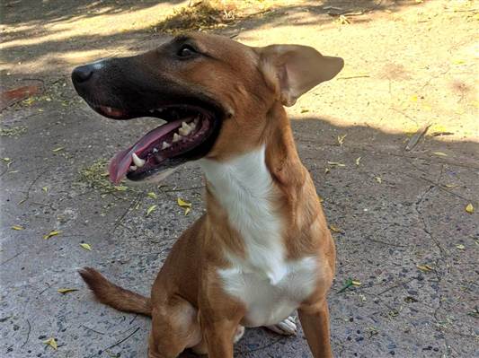 Cachorro cão para adoção Macho Médio  1 ano 