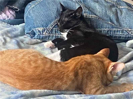 Gato para adoção Fêmea Médio 2 a 6 meses