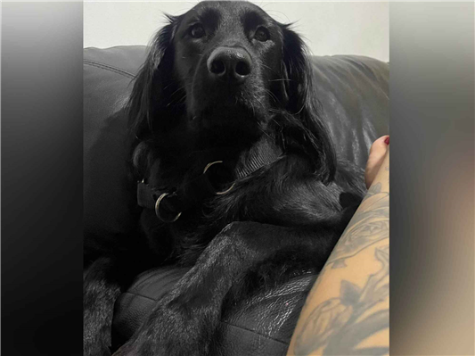 Cachorro cão para adoção Macho Grande 3 anos 