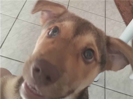 Cachorro cão para adoção Fêmea Médio  1 ano 
