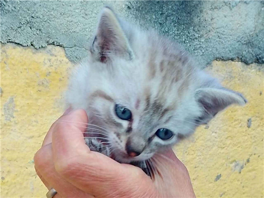 Gato para adoção Macho Pequeno Abaixo de 2 meses