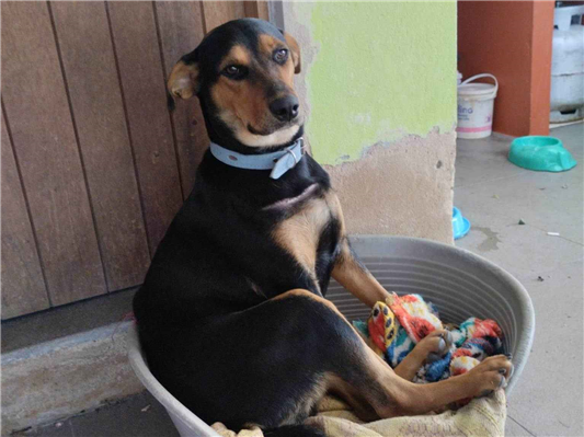 Cachorro cão para adoção Fêmea Grande 7 a 11 meses 