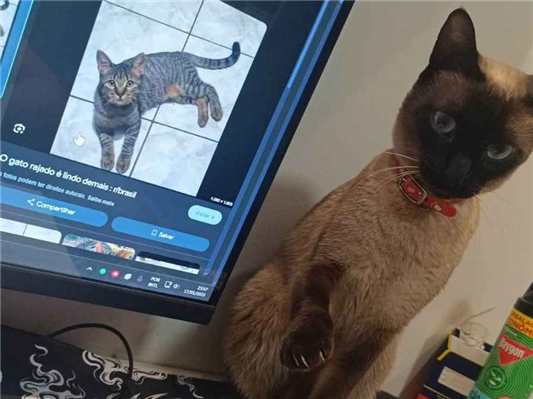 Gato Procura-Perdido Fêmea Médio 2 anos 