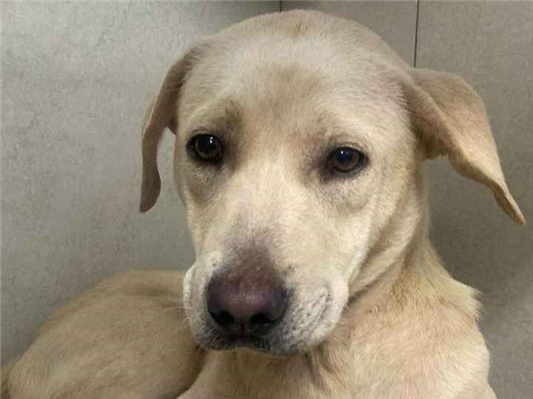 Cachorro cão para adoção Fêmea Médio  7 a 11 meses 