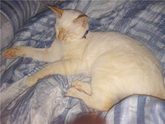 Gato Procura-Perdido Macho Médio 2 anos 