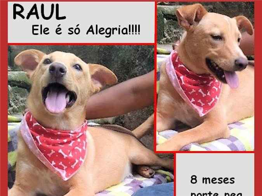 Cao - Macho Pequeno7 a 11 meses