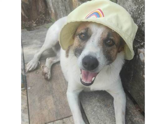 Cachorro cão para adoção Macho Pequeno 6 anos Acima 