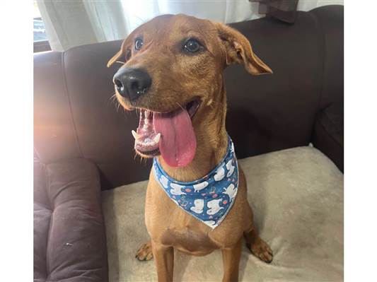Cachorro cão para adoção Macho Médio  7 a 11 meses 