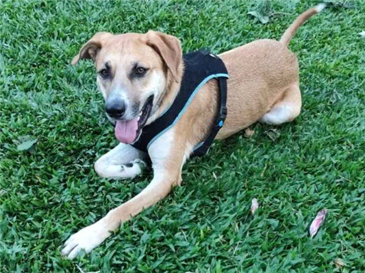 Cachorro cão para adoção Macho Grande 2 anos 
