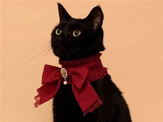 Gato para adoção Fêmea Médio 7 a 11 meses