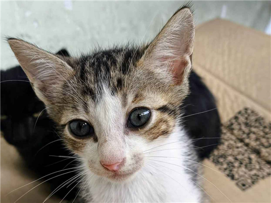 Gato para adoção Macho Pequeno 2 a 6 meses